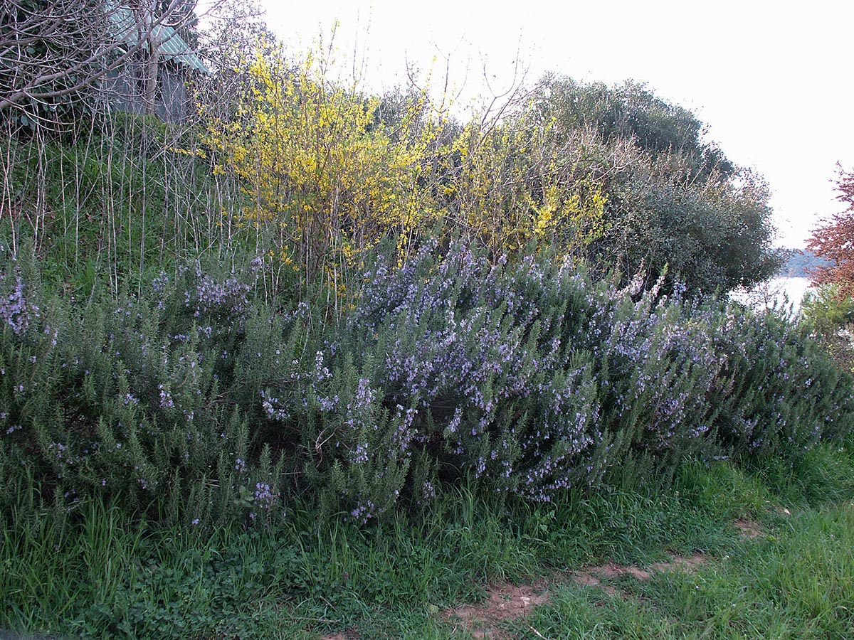 Rosmarinus officinalis